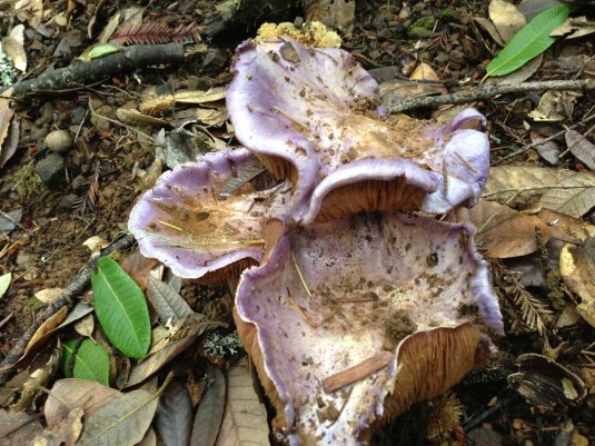 Bright violet blewits