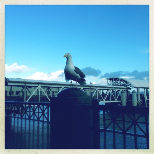 A new friend outside the Ferry Building
