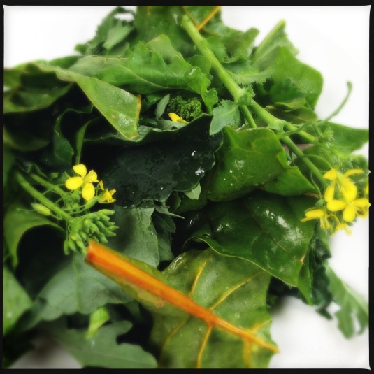 The first of my spring greens