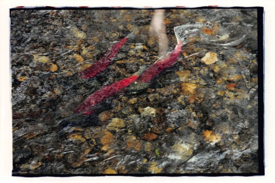 Spawning sockeye in Juneau.