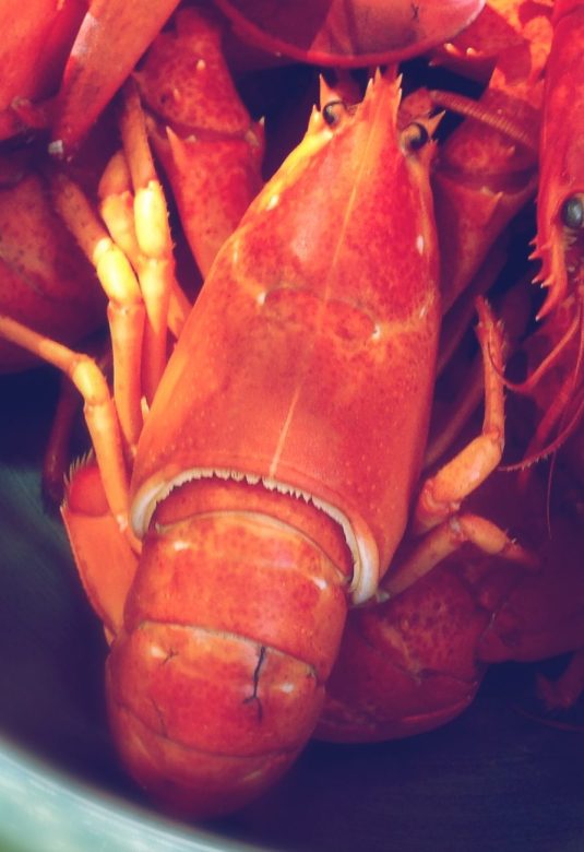 Look who's coming to dinner!