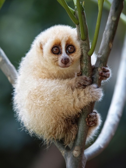 The Javan slow loris — he's cute, he's endangered... and he just can't get away