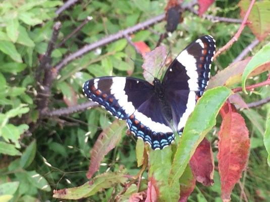 A butterfly on Coney Mountain